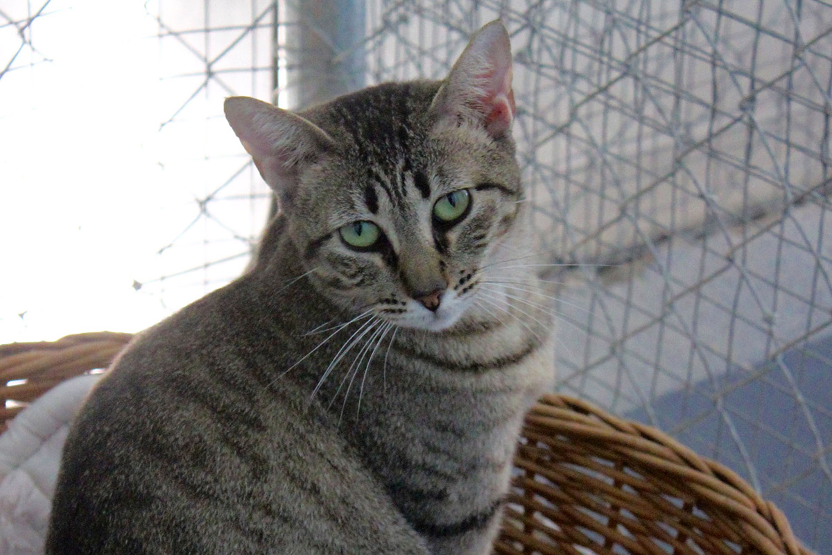 We need your help - please donate