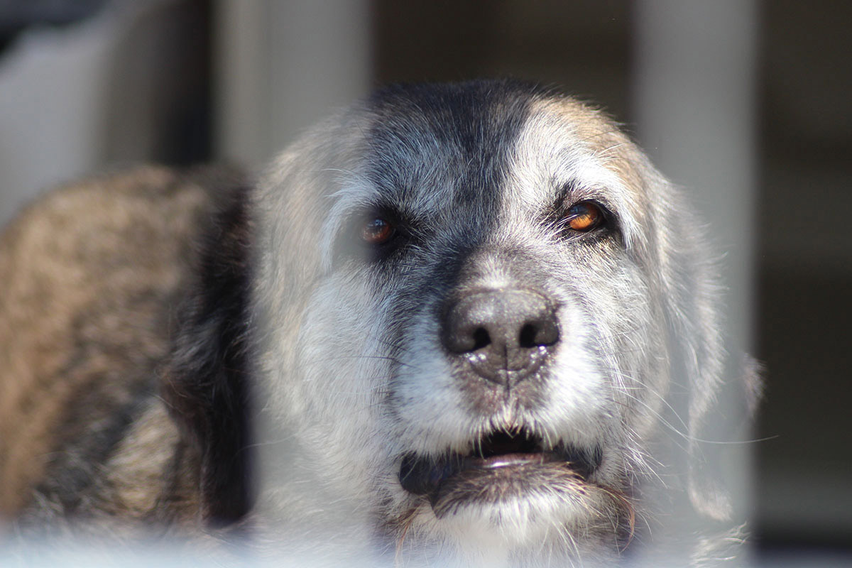 We need your help - please donate