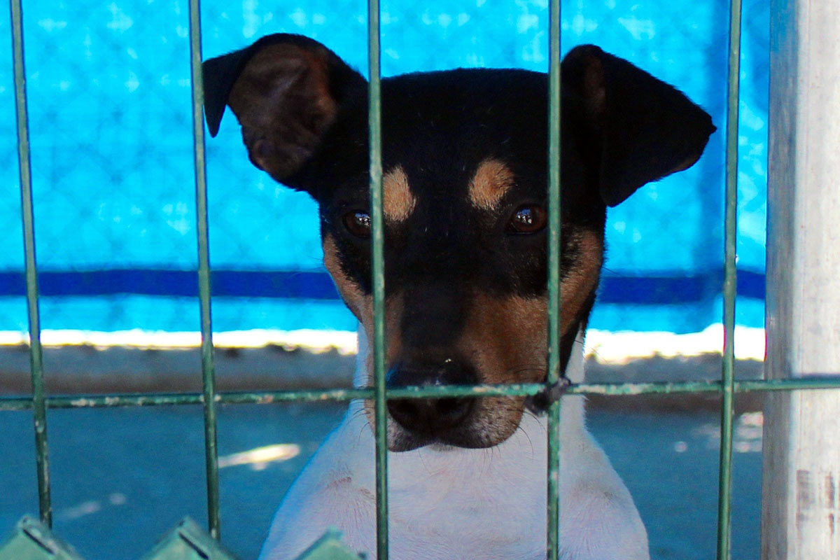We need your help - please donate