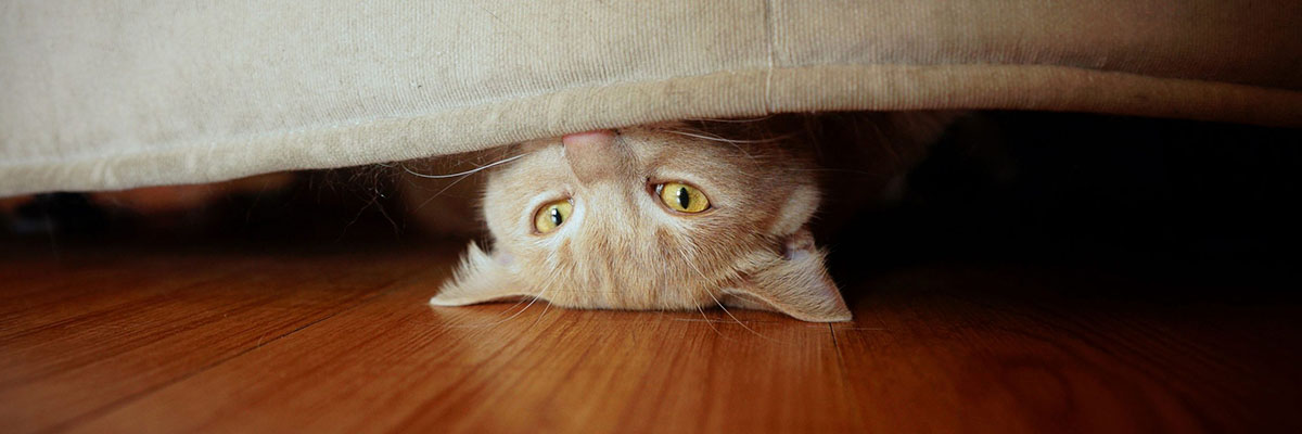 A cat hiding under a bed