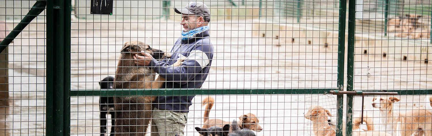 Triple A es una organización sin ánimo de lucro, registrada oficialmente y dirigida en su mayoría por voluntarios, que se dedica a ayudar y cuidar a los animales abandonados y maltratados, ofreciéndoles un refugio digno mientras les buscamos un hogar.